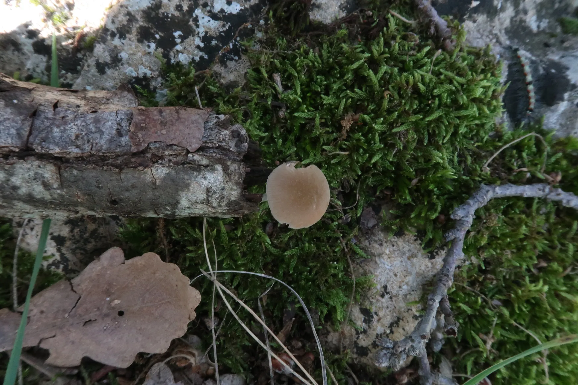 Pluteus plautus - 1 - IMG_5171